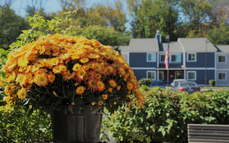 Cherry Hill flowers