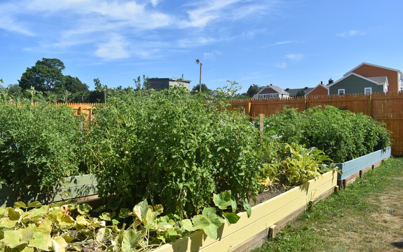 Temple Landing community garden