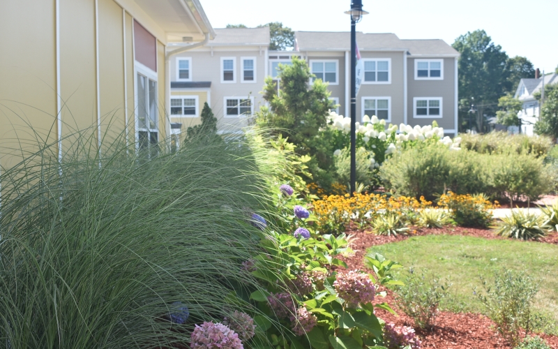 Temple Landing plants