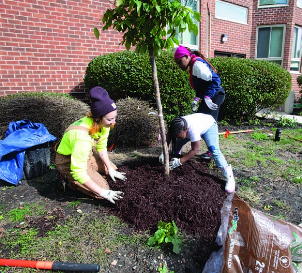 volunteer's planting trees
